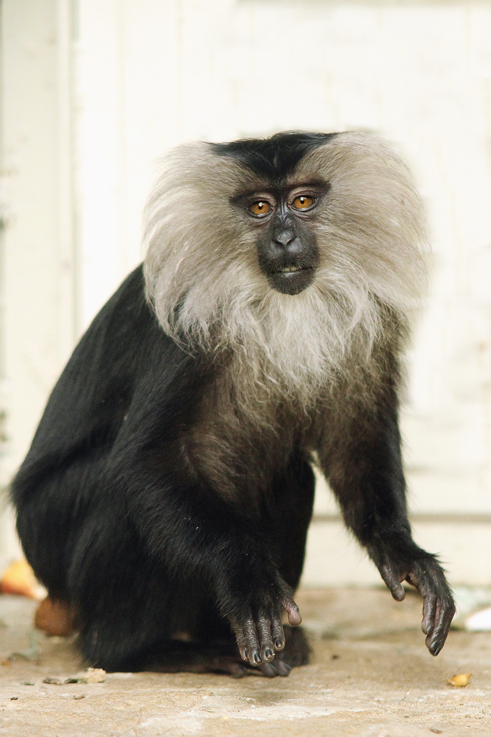 Харза, макак или древолаз. В Екатеринбургском зоопарке выбирают самую красивую обитательницу. ФОТО - Фото 2