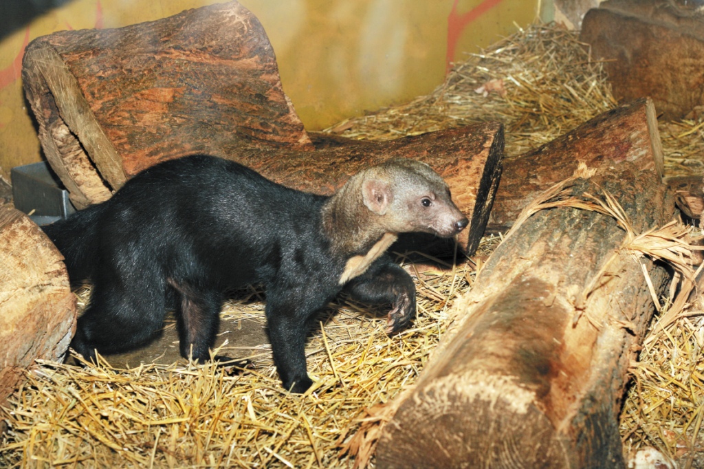 В Екатеринбургском зоопарке пройдет День тропиков - Фото 4