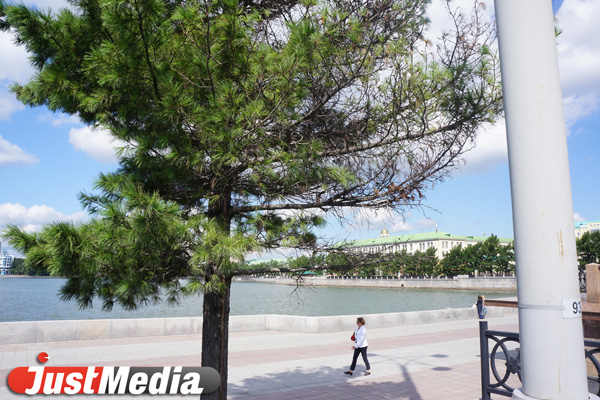 Елку жалко! Голубая ель у мэрии стала одной из первых жертв аномальной жары - Фото 3