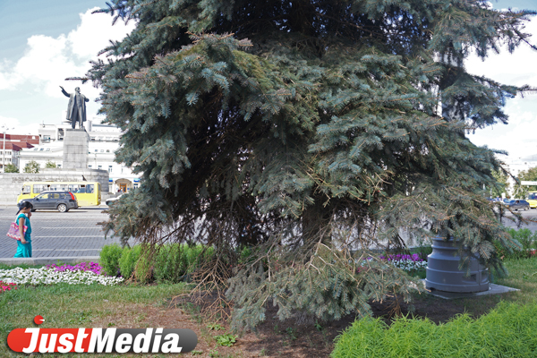 Елку жалко! Голубая ель у мэрии стала одной из первых жертв аномальной жары - Фото 4