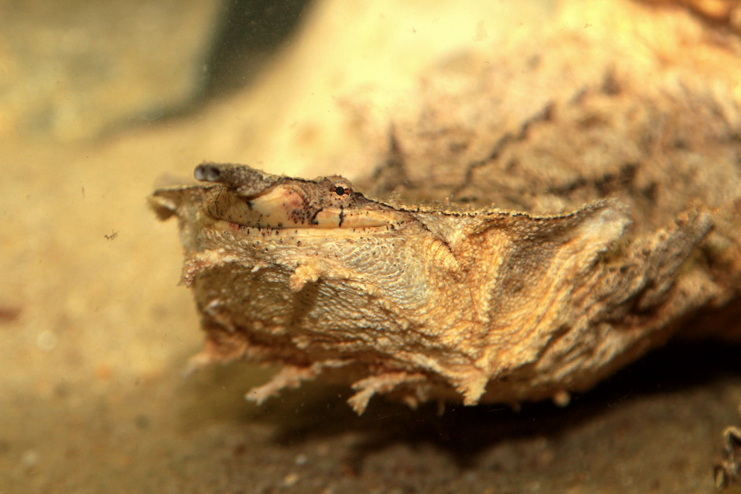 Харза, макак или древолаз. В Екатеринбургском зоопарке выбирают самую красивую обитательницу. ФОТО - Фото 5