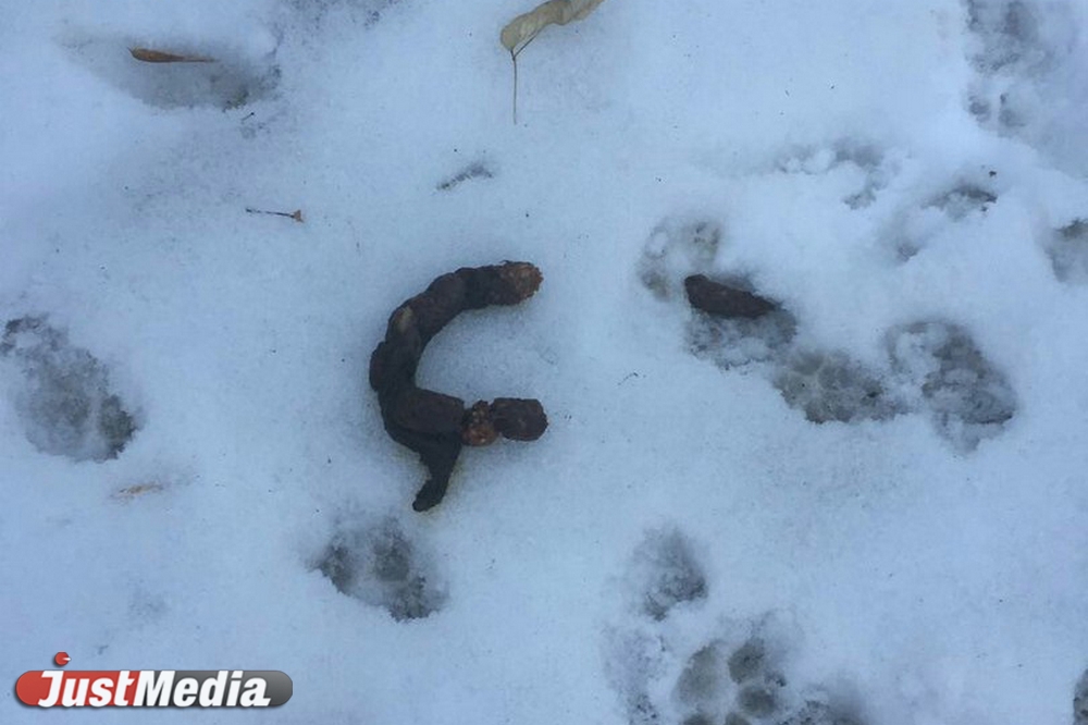 Шаг влево, шаг вправо - говно! Разбираемся с экспертами, как «разминировать» дворы Екатеринбурга от собачьих фекалий . ФОТО, ВИДЕО - Фото 15