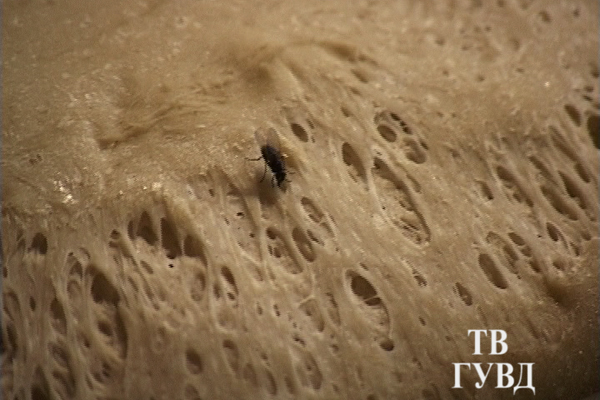 Чем кормят наших детей? «Пекарня», где в антисанитарных условиях делают хлеб для школ и детсадов, продолжает работать - Фото 8