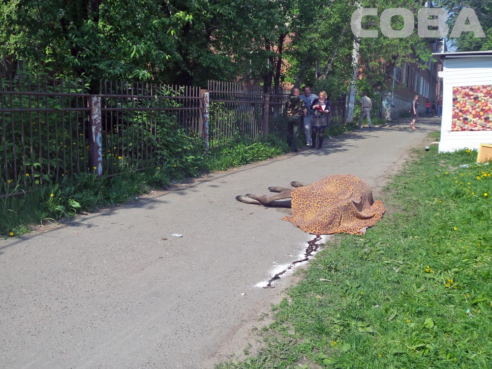 На Уралмаше посреди дороги умер лось - Фото 2