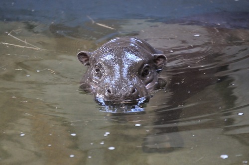 В Екатеринбургском зоопарке открылся вольер карликового бегемота - Фото 4