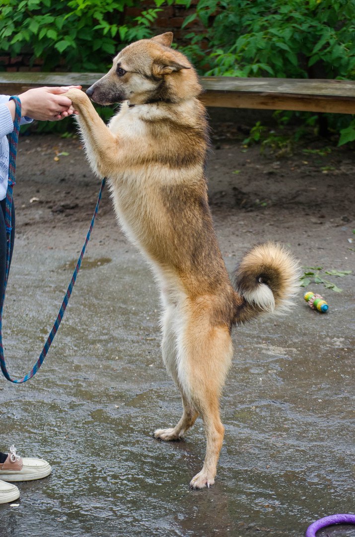 «Любит гулять и целоваться». Метис лайки через JUSTПУХ ищет любящих хозяев - Фото 4