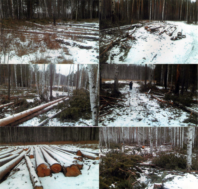 «Зеленые» бьют тревогу: «В поселке Лосиный Березовского района незаконно рубят лес» - Фото 4