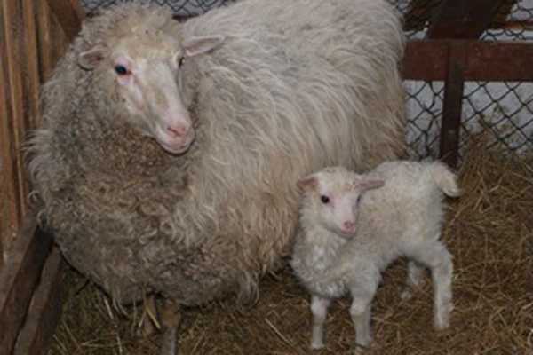 В контактном зоопарке ЦПКиО появились трое барашков - Фото 2