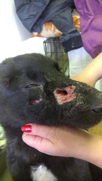 В Екатеринбурге бездомному псу прострелили морду. ФОТО 18+ - Фото 2