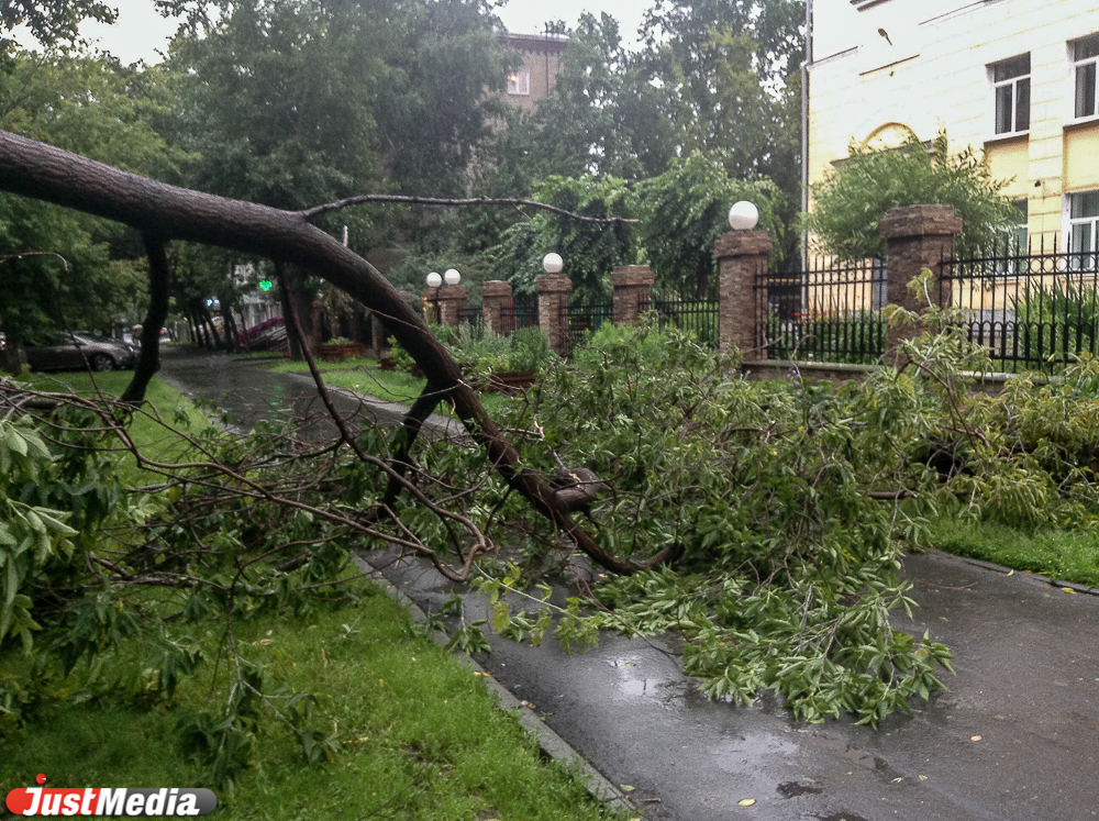 Сильный ветер и дождь валят деревья и бьют машины в Екатеринбурге - Фото 2