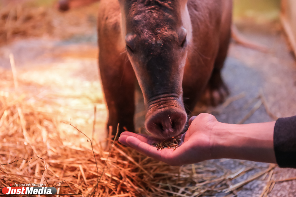 Наш репортер попал в остросюжетный триллер в Екатеринбургском зоопарке: кормил червями и отгонял веником павлина. Just-ЭКСПЕРИМЕНТ - Фото 3