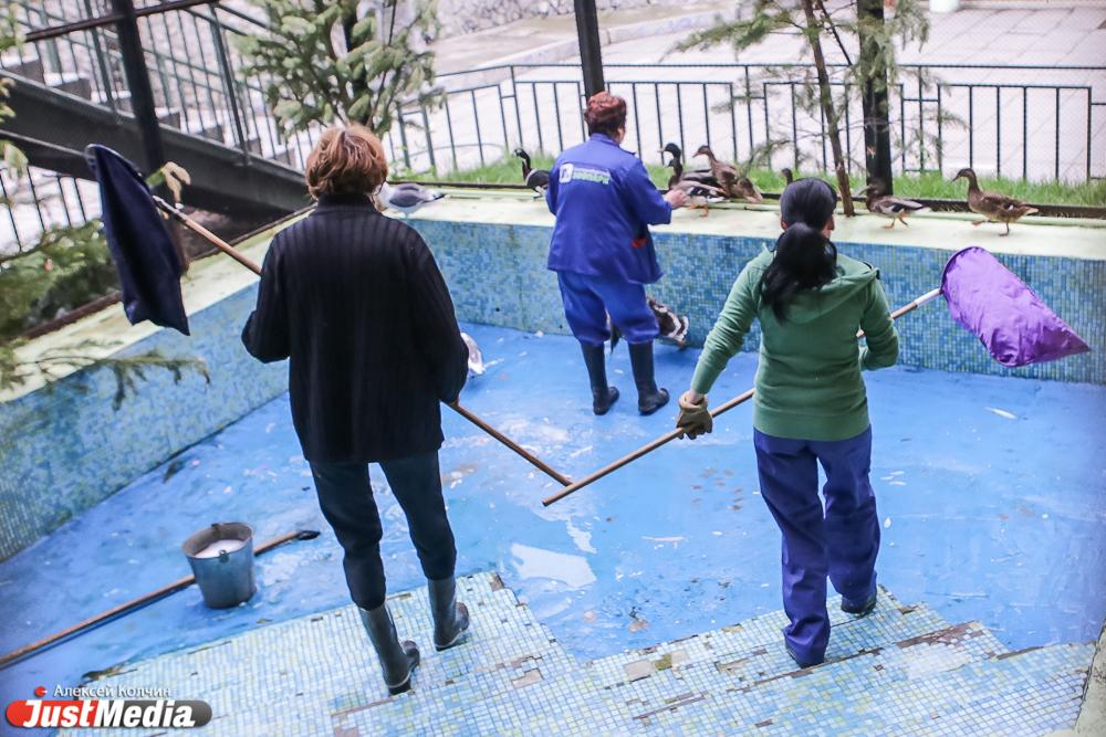 Наш репортер попал в остросюжетный триллер в Екатеринбургском зоопарке: кормил червями и отгонял веником павлина. Just-ЭКСПЕРИМЕНТ - Фото 4