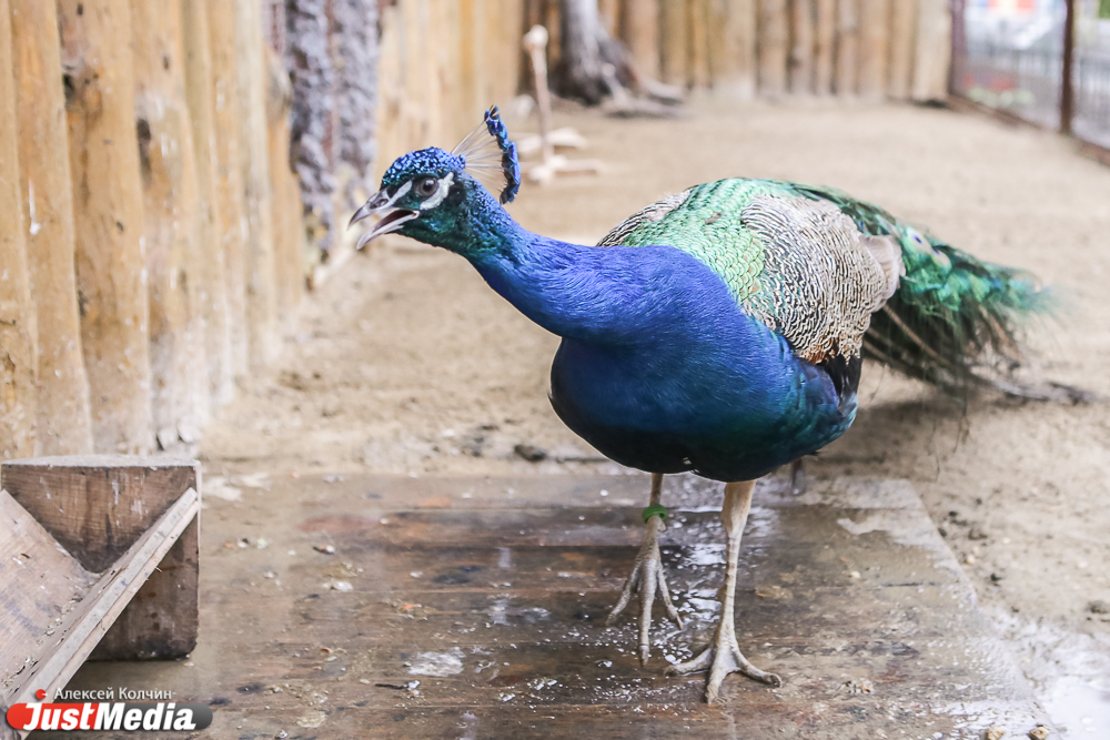 Наш репортер попал в остросюжетный триллер в Екатеринбургском зоопарке: кормил червями и отгонял веником павлина. Just-ЭКСПЕРИМЕНТ - Фото 5