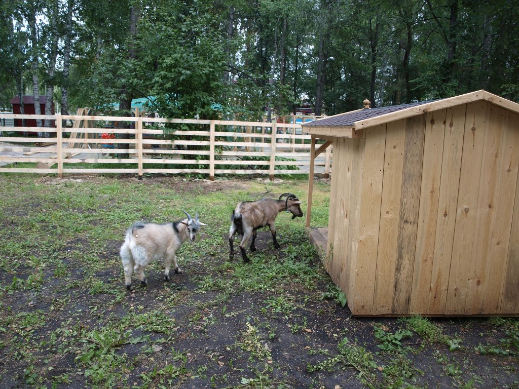 В ЦПКиО поселились козы и кролики. В конце августа здесь откроется зооуголок. ФОТО - Фото 6