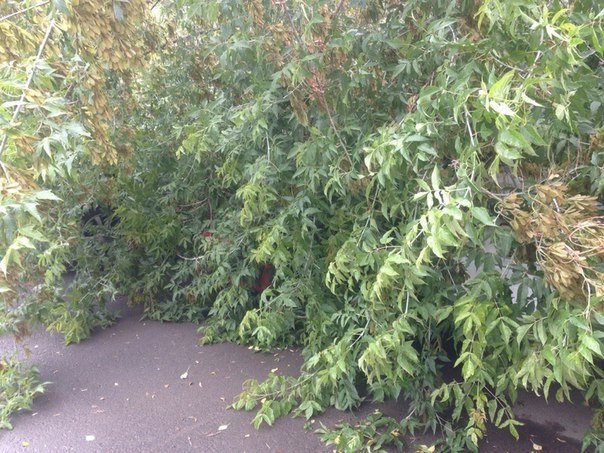 В центре Екатеринбурга сильный ветер повалил на припаркованные иномарки клен - Фото 3