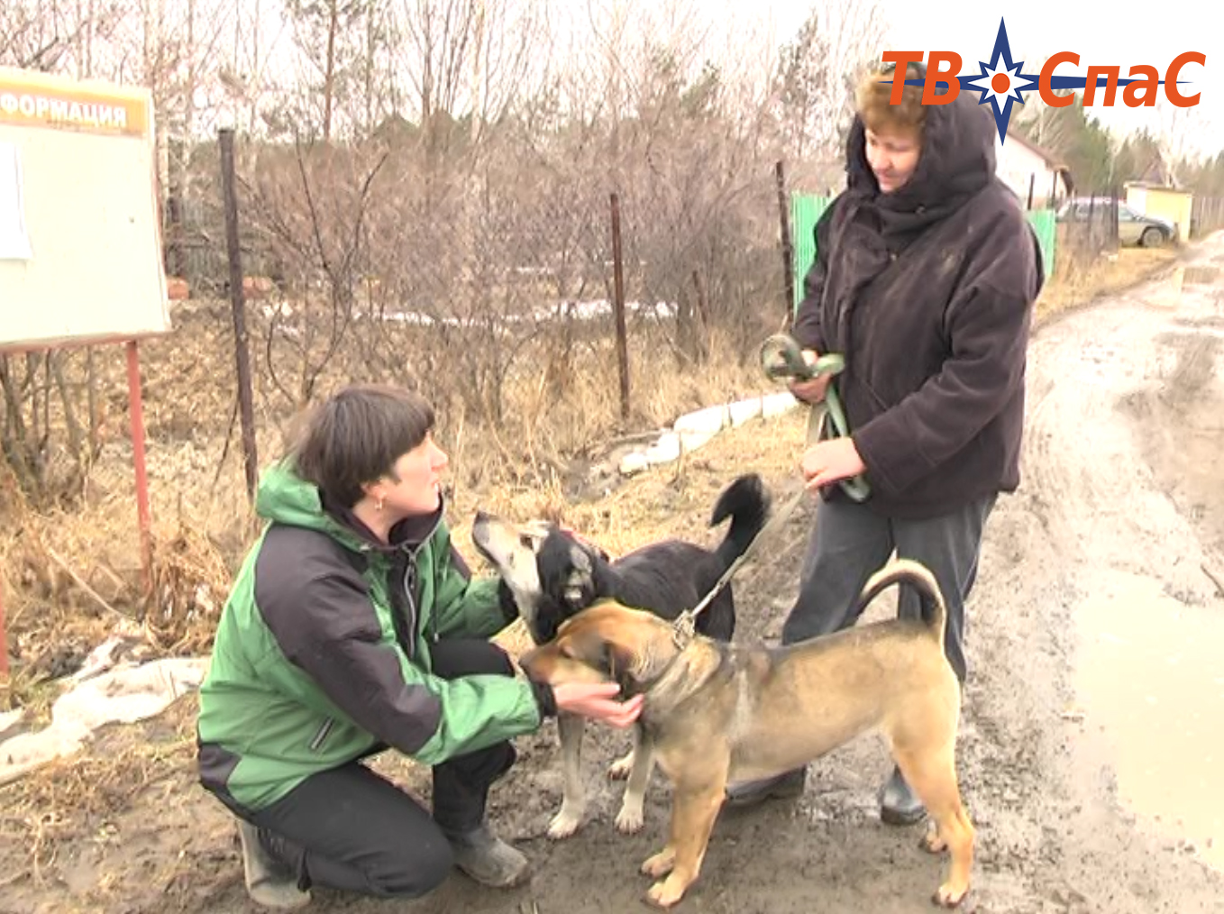 Екатеринбургские зоозащитники выявили вопиющие факты жестокого обращения с животными на ж/д станции «Арамиль» - Фото 3