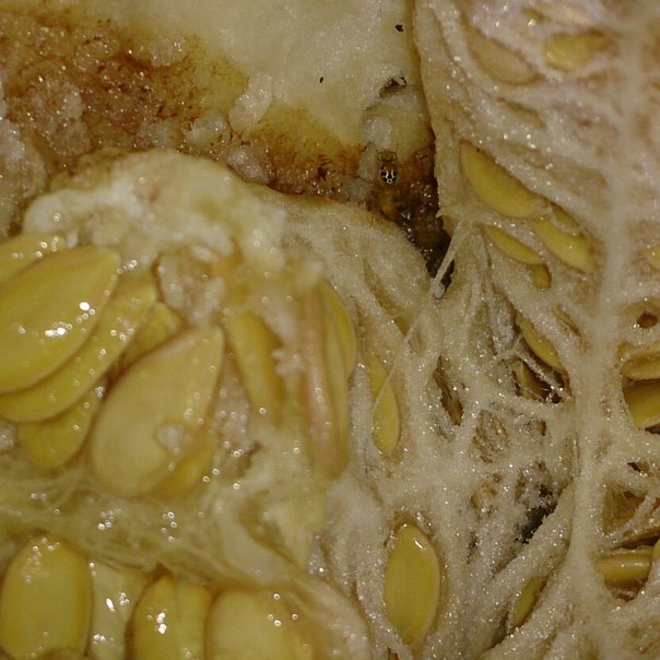 Екатеринбуржец купил в гипермаркете дыню с мухой и личинками - Фото 2