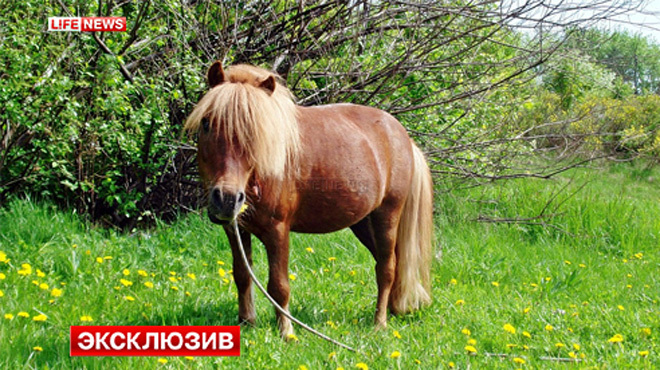 В Серове живодеры затравили собаками любимца малышни — пони Пончика - Фото 2