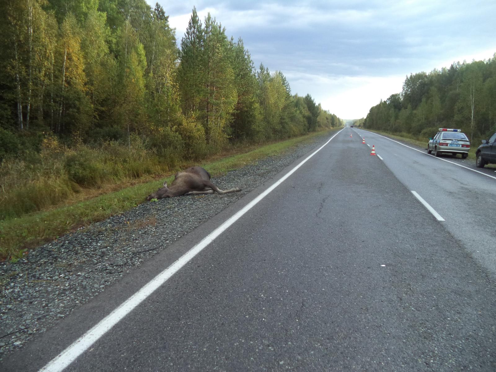 Лоси выходят на дорогу! ГИБДД просит водителей быть бдительными - Фото 2
