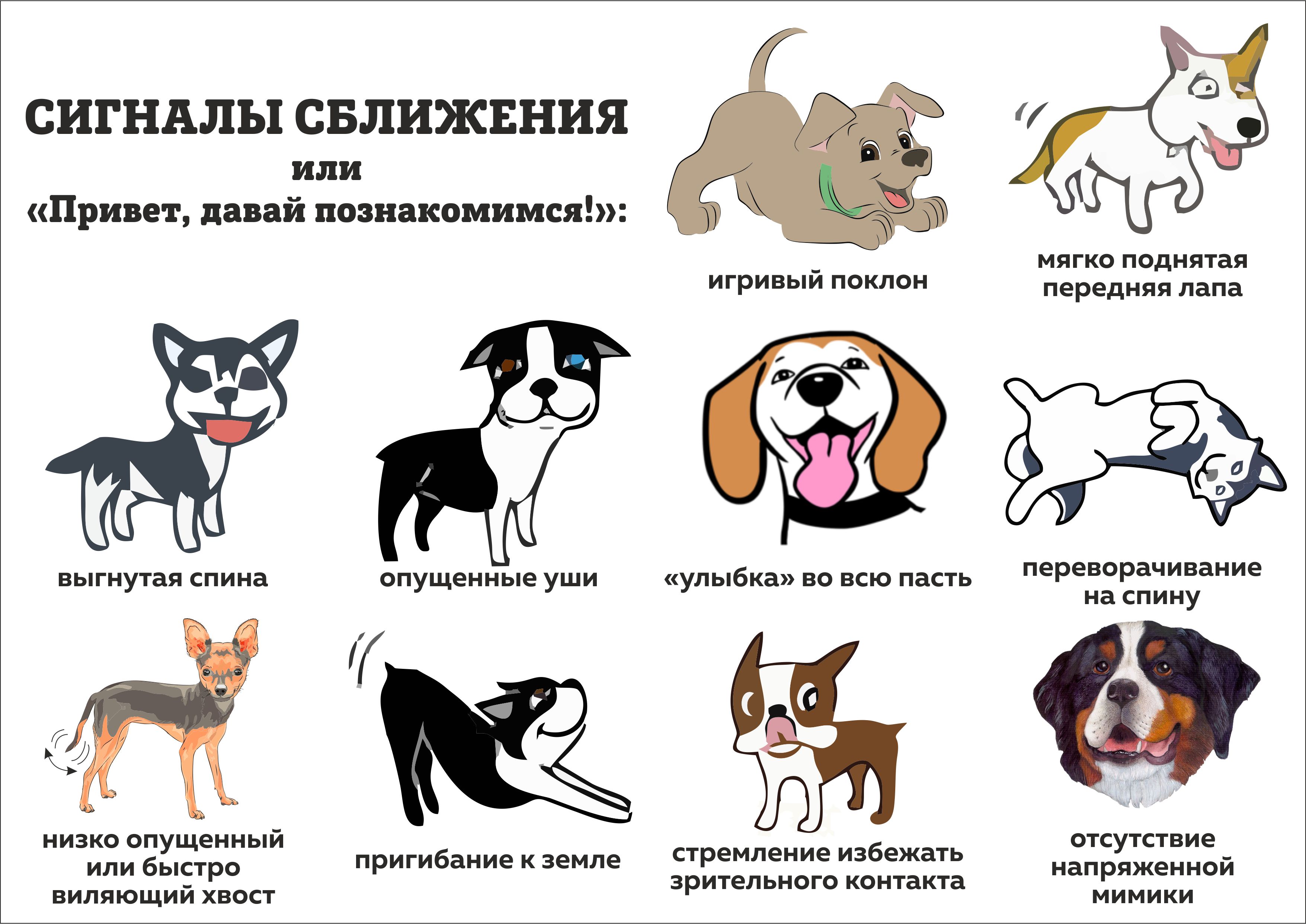 Если на вас напала собака