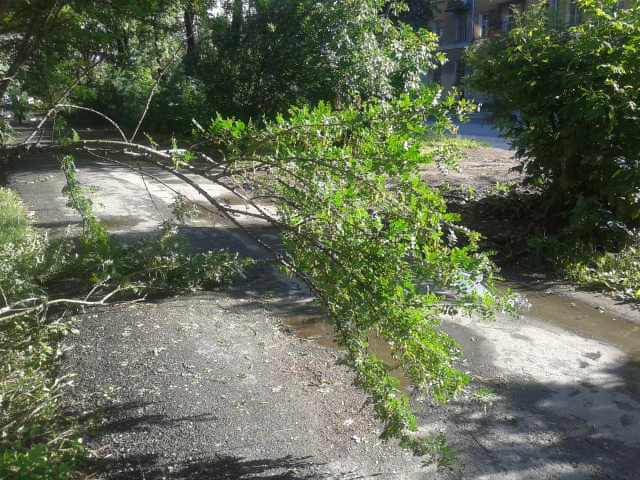 Прогулки с препятствиями! С тротуаров Уралмаша до сих пор не убрали поваленные деревья - Фото 3