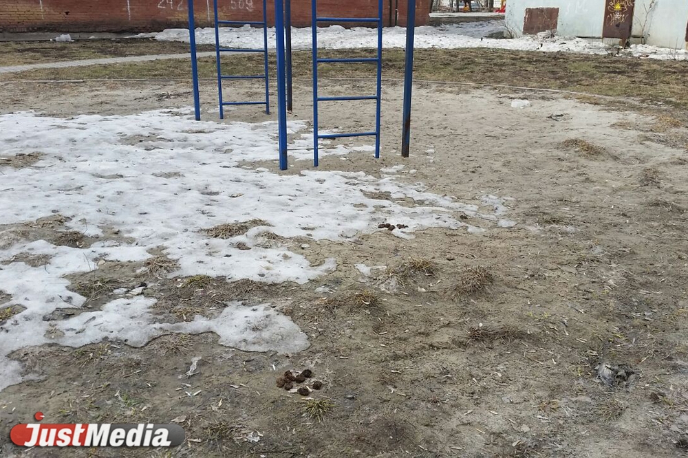 Шаг влево, шаг вправо - говно! Разбираемся с экспертами, как «разминировать» дворы Екатеринбурга от собачьих фекалий . ФОТО, ВИДЕО - Фото 5