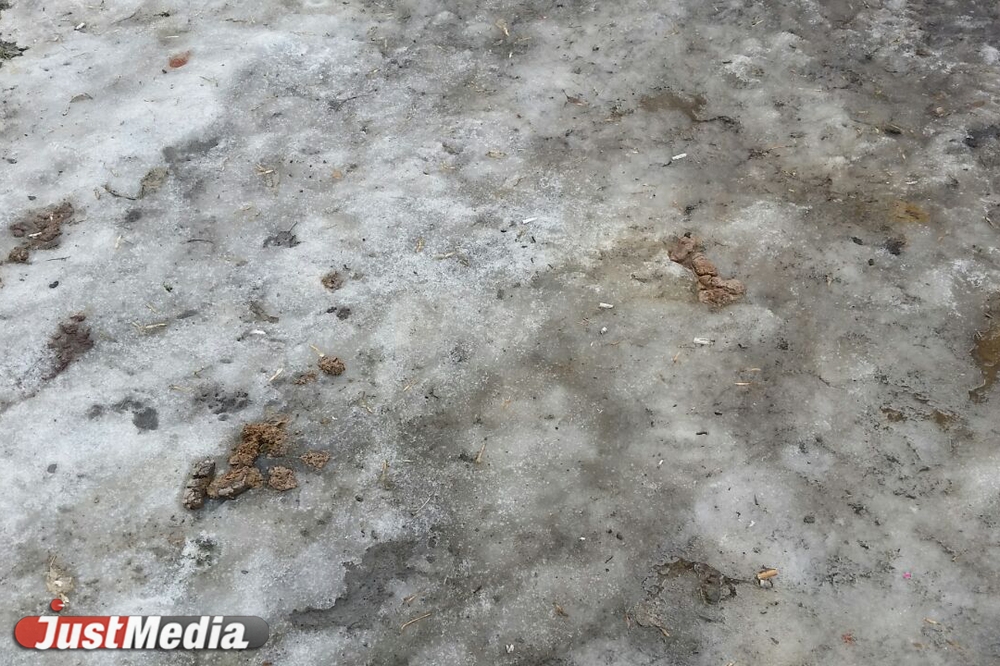 Шаг влево, шаг вправо - говно! Разбираемся с экспертами, как «разминировать» дворы Екатеринбурга от собачьих фекалий . ФОТО, ВИДЕО - Фото 14