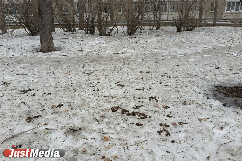 Шаг влево, шаг вправо - говно! Разбираемся с экспертами, как «разминировать» дворы Екатеринбурга от собачьих фекалий . ФОТО, ВИДЕО - Фото 6