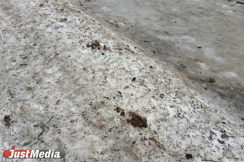 Шаг влево, шаг вправо - говно! Разбираемся с экспертами, как «разминировать» дворы Екатеринбурга от собачьих фекалий . ФОТО, ВИДЕО - Фото 11