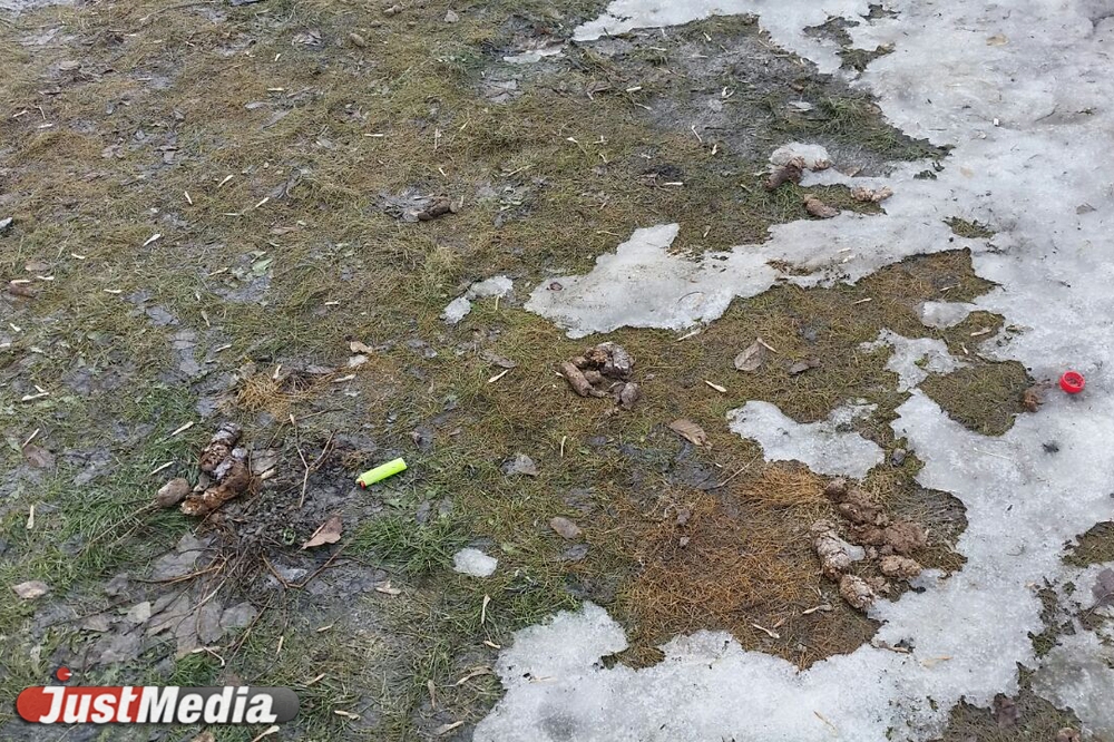 Шаг влево, шаг вправо - говно! Разбираемся с экспертами, как «разминировать» дворы Екатеринбурга от собачьих фекалий . ФОТО, ВИДЕО - Фото 3