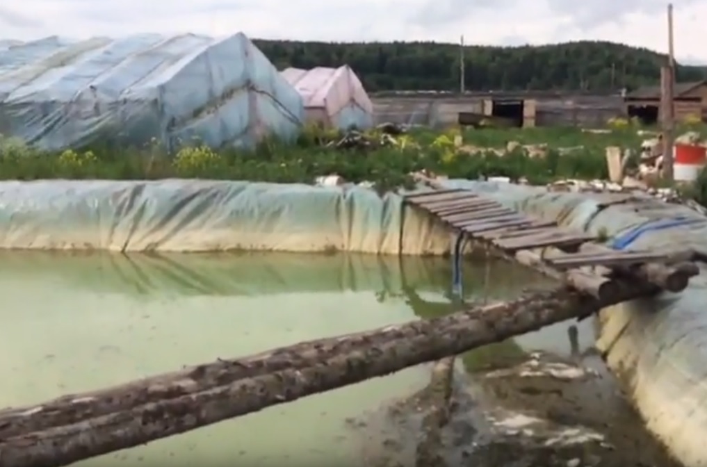 Свердловский Россельхознадзор и ФСБ нагрянули в теплицы к иностранным агрономам. ВИДЕО - Фото 2