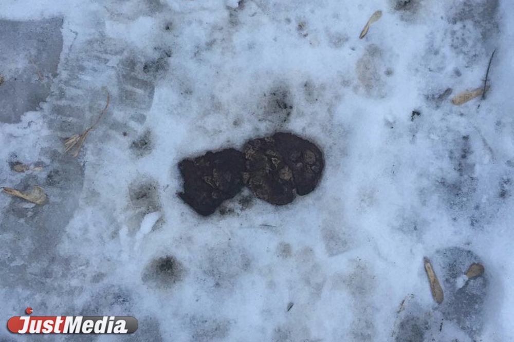 Шаг влево, шаг вправо - говно! Разбираемся с экспертами, как «разминировать» дворы Екатеринбурга от собачьих фекалий . ФОТО, ВИДЕО - Фото 13