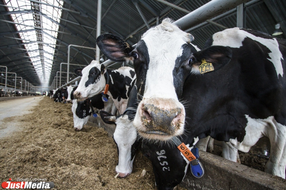 Николай Федоров: «Вкуснее парного молока ничего не может быть». Министр сельского хозяйства России посетил Свердловскую область - Фото 4