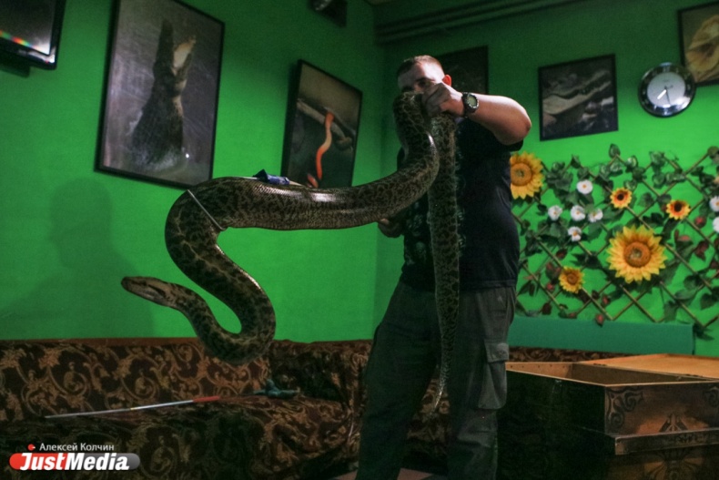 В Екатеринбурге живет около сотни змей, которые могут пробраться в любую квартиру через канализацию - Фото 2