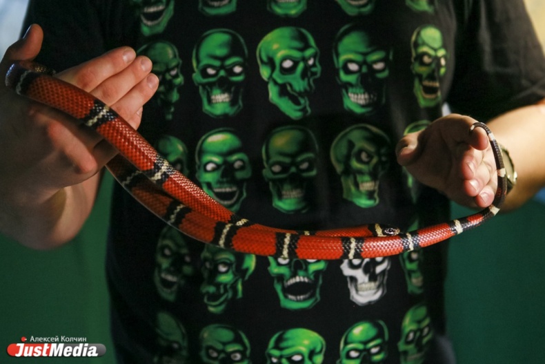 В Екатеринбурге живет около сотни змей, которые могут пробраться в любую квартиру через канализацию - Фото 4