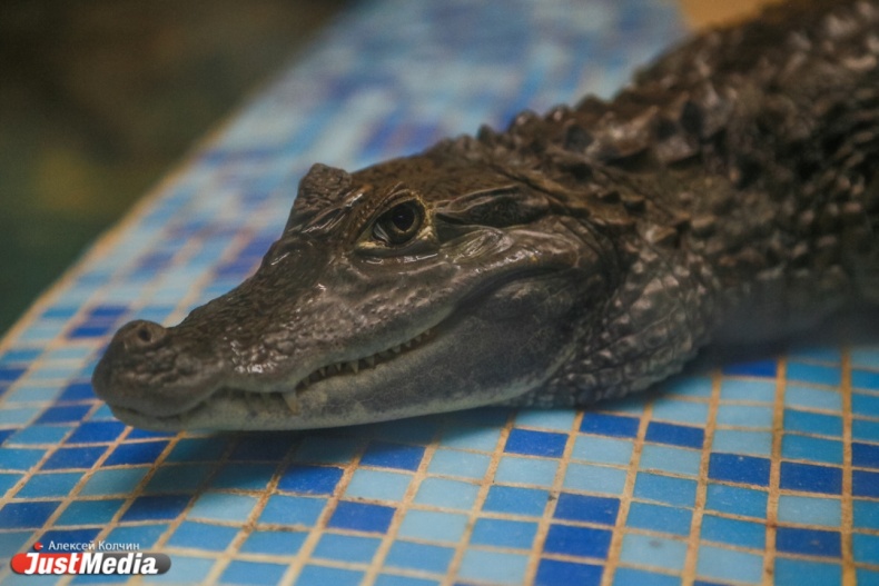 В Екатеринбурге живет около сотни змей, которые могут пробраться в любую квартиру через канализацию - Фото 5