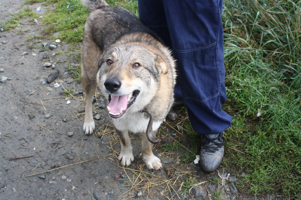«Нас не покидало чувство тревоги и глубокого одиночества». Четверо екатеринбуржцев покорили перевал Дятлова. ФОТО. ВИДЕО - Фото 18