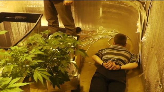 В Ачитском районе наркополицейские ликвидировали «оранжерею» по выращиванию конопли - Фото 2