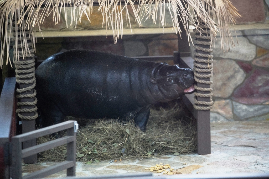 МОТИВ привез мини-бегемота в Екатеринбургский зоопарк - Фото 4
