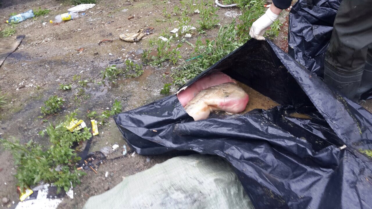 Уральский блогер опубликовал жуткие фотографии расчлененной Киневым пенсионерки. СЛАБОНЕРВНЫМ НЕ СМОТРЕТЬ! - Фото 4