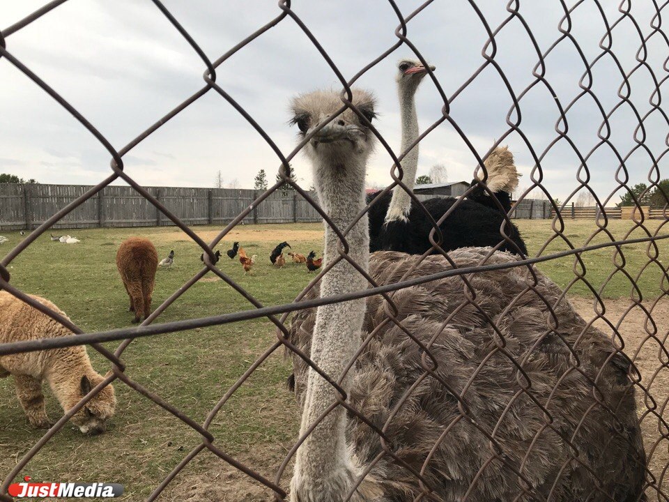 Маралы, носочное производство, истории о Мамине-Сибиряке и свадебный обряд. Проводим экскурсию в Висиме. ФОТО, ВИДЕО. - Фото 5