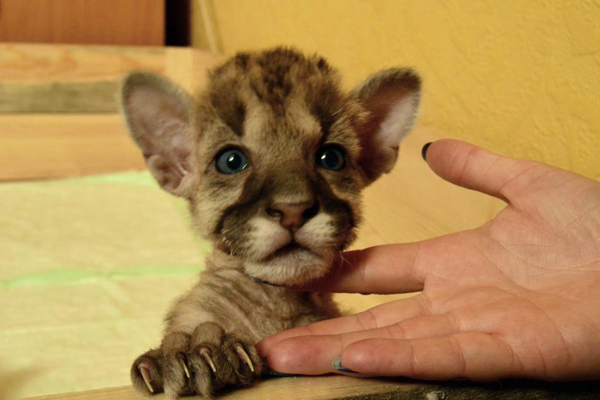 В Екатеринбургском зоопарке малыша пумы выхаживали с помощью кювеза - Фото 2