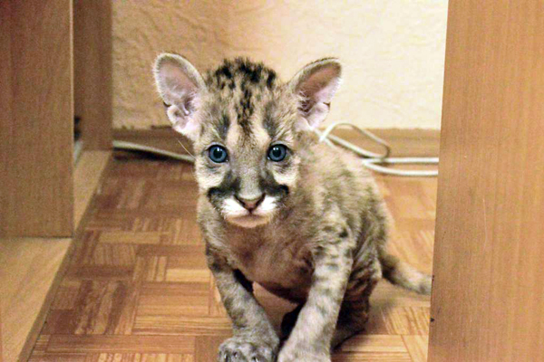 В Екатеринбургском зоопарке малыша пумы выхаживали с помощью кювеза - Фото 4