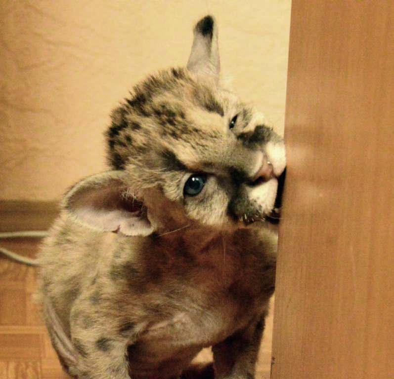 В Екатеринбургском зоопарке малыша пумы выхаживали с помощью кювеза - Фото 3