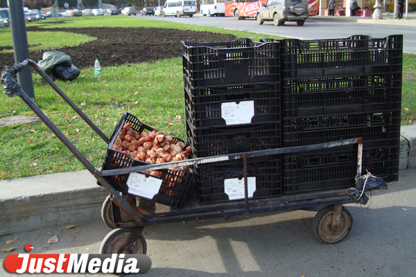 В Екатеринбурге начали высаживать «озимые» тюльпаны - Фото 2