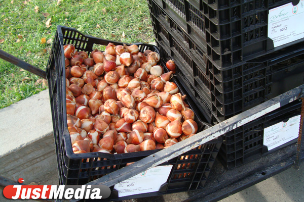 В Екатеринбурге начали высаживать «озимые» тюльпаны - Фото 3