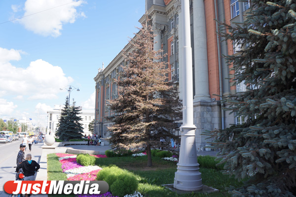 Елку жалко! Голубая ель у мэрии стала одной из первых жертв аномальной жары - Фото 2