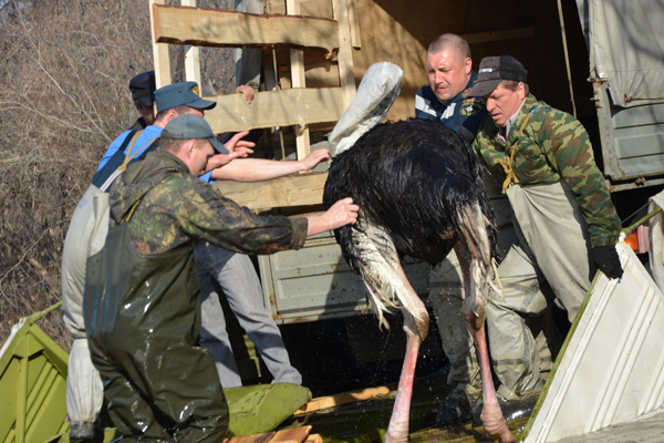 Спасатели эвакуировали из зоны затопления в Ирбите 11 страусов - Фото 3