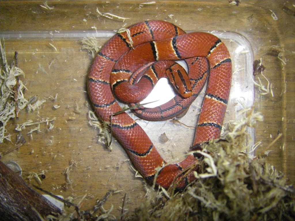 В Екатеринбургском зоопарке поселились масковая змея и бамбуковый полоз - Фото 3