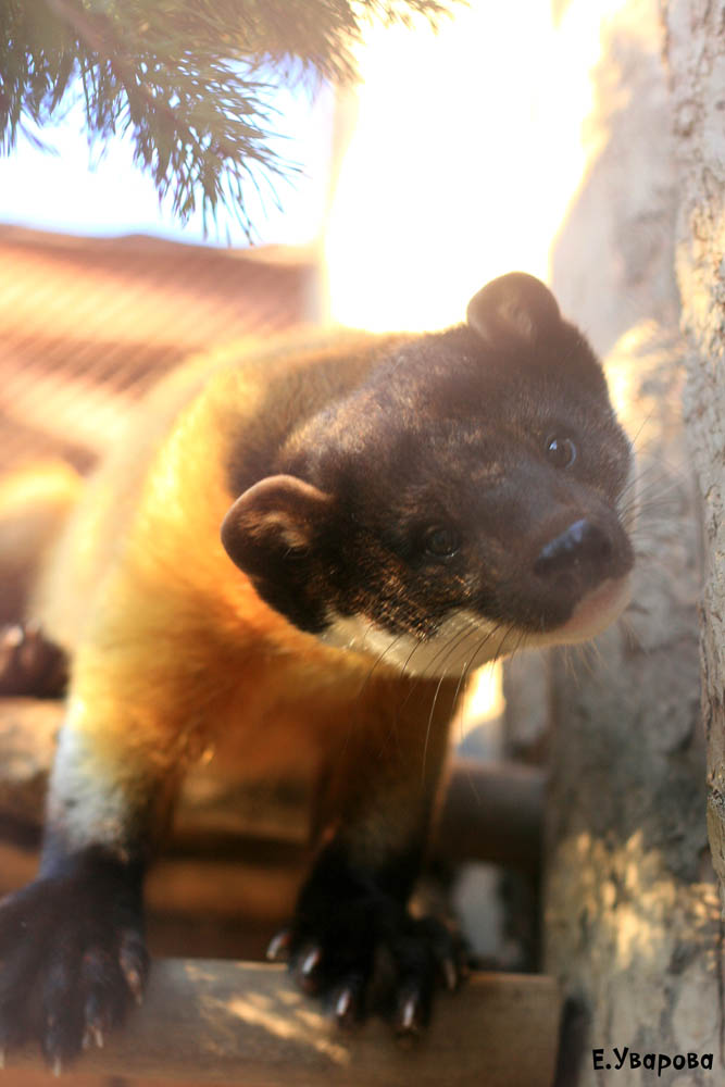 Главной красавицей Екатеринбургского зоопарка стала харза Герда - Фото 2
